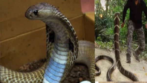 घर की छत पर छिपा था जहरीला King Cobra, शख्‍स ने इस ट्रिक से निकाला बाहर, देखें खौफनाक Video
