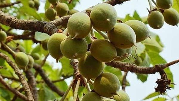 शराब से लेकर अचार तक बनाने में काम आता है यह फल, महुआ के फायदे जानकर रह जाएंगे दंग !