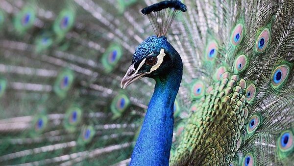 राष्ट्रीय पक्षी मोर के अंतिम संस्कार के लिए 45 मिनट तक रोकी गई ट्रेन, तिरंगे में लपेटा गया शव