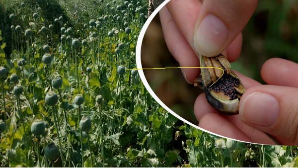 हरियाणा में अफीम की खेती: किसान ने छुपाकर लगाए 100 पौधे, फूल आया तो पहुंच गई पुलिस