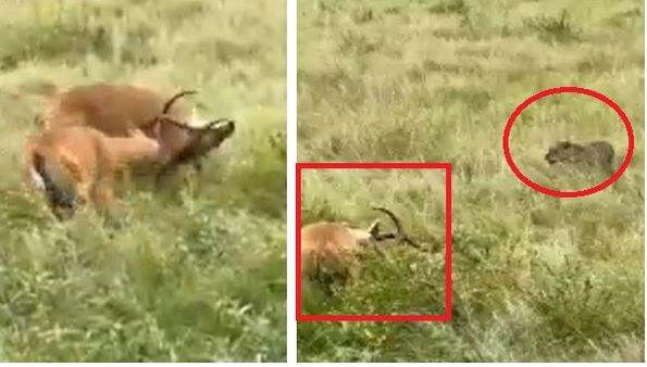 Watch:आपस में लड़ रहे दो हिरणों की सींग फंसी, तभी वहां पहुंचा तेंदुआ और हुआ ये अंजाम