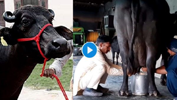 Reshma Buffalo Video: ये है भारत में सबसे ज्यादा दूध देने वाली भैंस, 33.8 लीटर का रिकॉर्ड