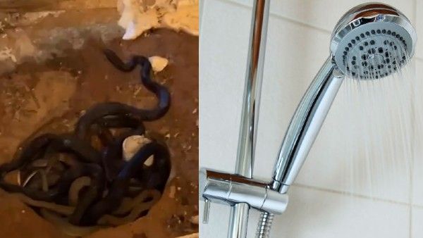 VIDEO: जिस शॉवर से नहा रहे थे लोग, उसके अंदर था सांपों का अड्डा, इस तरह खुली पोल