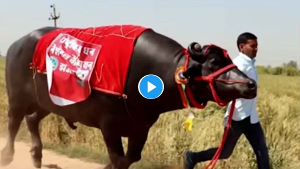 सबसे धांसू था 'सुल्तान', हरियाणवी किसान ने इस भैंसे को 21 Cr में भी नहीं बेचा, बच्चे की तरह पाला