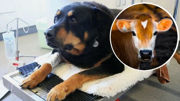 यहां बन रहा पशुओं के लिए पहला ब्लड बैंक, इस सुविधा से बचाई जा सकेंगी गाय-भैंस, कुत्ते-बिल्लियां