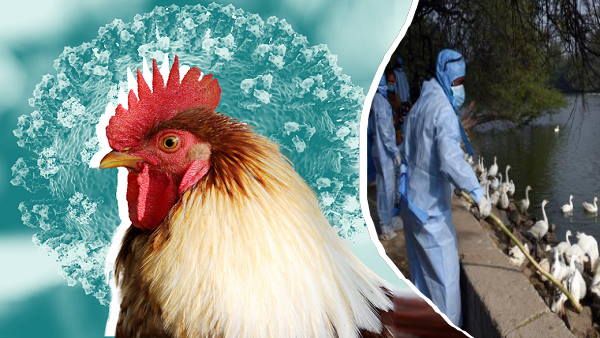 बिहार में बर्ड फ्लू फैलने का खतरा, मुर्गी-बत्तख, कौवे जैसे पक्षी मर रहे, सैंपल टेस्ट आए पॉजिटिव