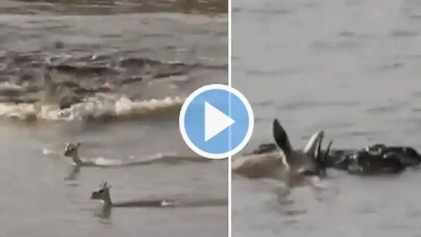 मगरमच्छ से बच्चे को बचाने के लिए हिरण की मां ने लगा दी जान की बाजी, VIDEO रुला देगा