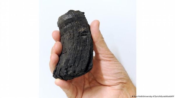 करोड़ों साल पुराने विशाल समुद्री शिकारी के दांत क्या कहते हैं?