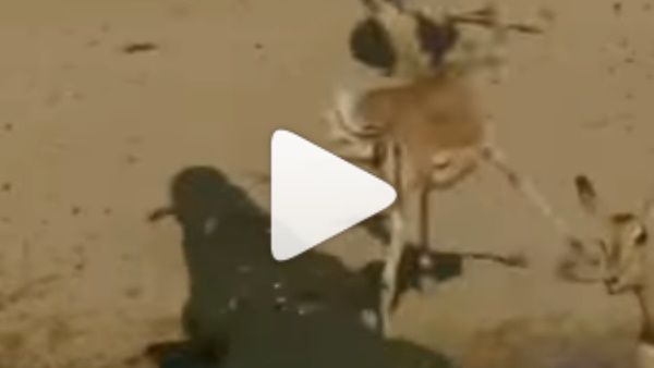 VIDEO: पानी पी रहे हिरण पर अचानक टूट पड़ा मगरमच्छ, चंद सेकेंडों में ले ली जान