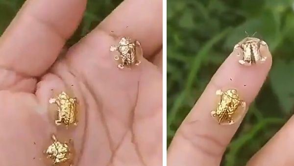 VIDEO: उड़ते हुए दिखे छोटे-छोटे 'सोने के कछुए', अब वैज्ञानिकों ने राज से उठाया पर्दा