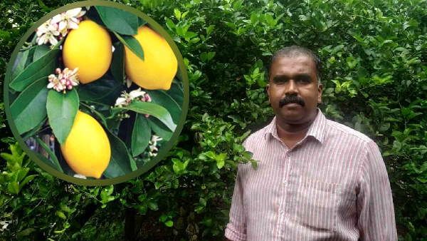 जैकब बाबू वर्षों तक विदेशों में रहे, भारत लौटे तो लगाए नींबू के पौधे, अब लाखों की कमाई