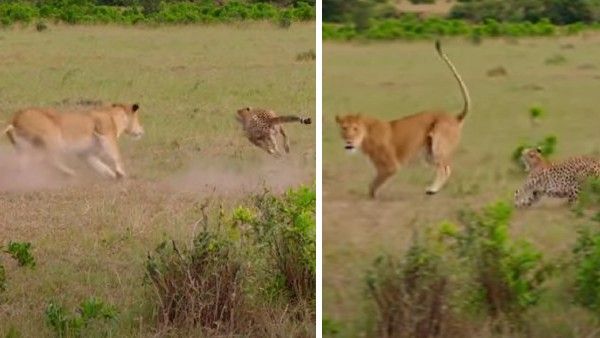 VIDEO: बच्चे के लिए भूखी शेरनी से भिड़ गई बाघिन, बीच में ना आए होते इंसान तो हो जाता काम तमाम