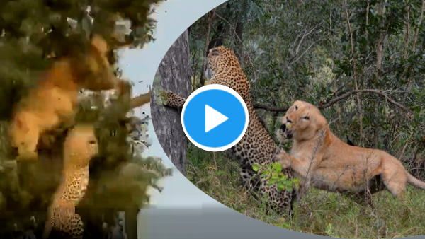 VIDEO: शेरनी को दिखा पेड़ पर तेंदुआ तो खाने के लिए वहीं जा चढ़ी, तभी टूटी डाल, फिर हुआ ऐसा