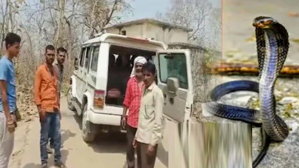 सांप की मौत का बदला ! पिता ने नाग को मारा, 24 घंटे में नागिन ने बेटे को डसकर ली जान