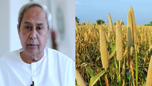ओडिशा बाजरा मिशन: खाद्य पोषण चक्र के लिए एक क्रांतिकारी कदम