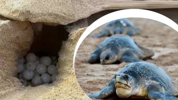 पानी से निकले ढाई लाख कछुए, ऐसे घर बनाकर दे रहे अंडे, सरकार ने सुरक्षा में लगाया स्टाफ