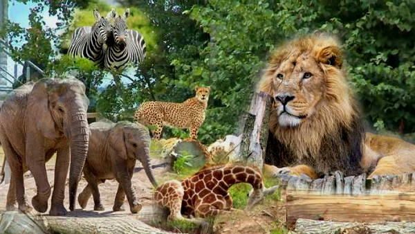 यहां बन रहा दुनिया का सबसे बड़ा चिड़ियाघर, पहला Zoo जहां दिख सकेंगी सभी Big Cats