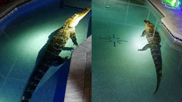 स्विमिंग पूल से आवाजें सुनकर जागा परिवार, देखा तो तैर रहा था 11 फीट लंबा मगरमच्छ