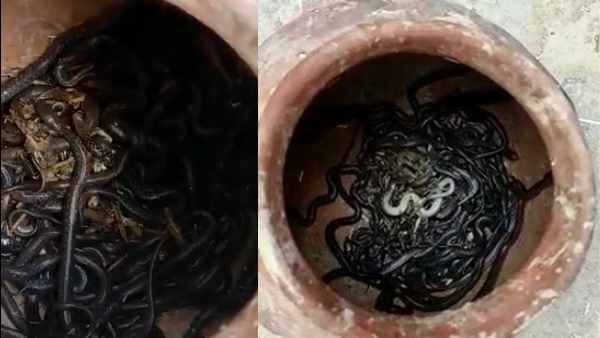 अंबेडकर नगर: घर के अंदर था 90 से ज्यादा कोबरा सांपों का बसेरा, देखकर दहशत में आ गए लोग