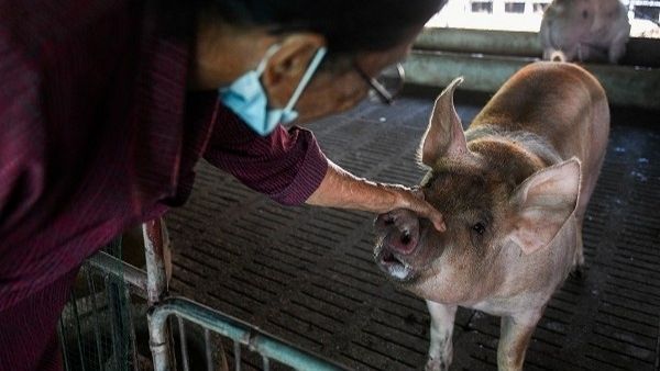 नेपाल पहुंचा अफ्रीकन स्वाइन फ्लू, 934 की मौत, बिहार पर खतरा बढ़ा