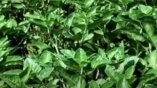 Ashwagandha Farming : तनाव दूर करने का शानदार विकल्प, किसानों को चिंता से मिलेगी मुक्ति