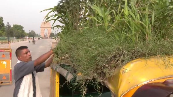 कस्‍टमर रहें Cool इसलिए दिल्‍ली ड्राइवर ने ऑटो की छत पर कर दी हरियाली, हो रही जमकर तारीफ