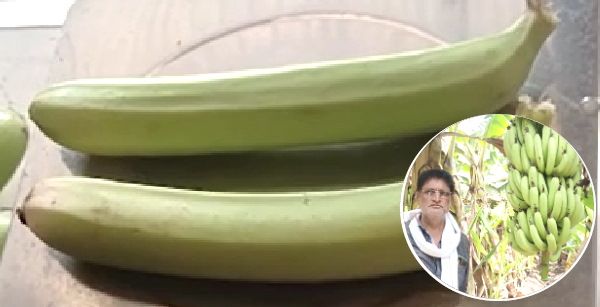 आपने नहीं देखा होगा कभी इतना लंबा केला, 14 इंच लंबाई, कौन है वो किसान जो कर रहा इसकी खेती?