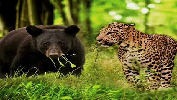 जंगलों में कितने भालू और तेंदुए हैं, पता करने के लिए 20 साल बाद गिनती कराएगा वन विभाग