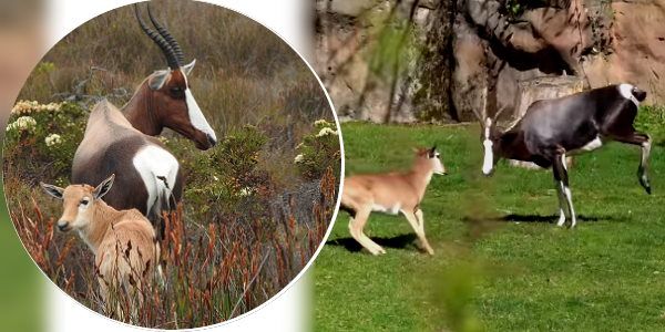 कहां मिलते हैं बकरी जैसे ये जानवर? पहली बार माँ के साथ चहल-कदमी करता नजर आया 'Tutula'