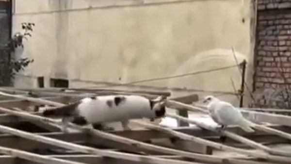 VIDEO : कबूतर का शिकार करते-करते क्यों रुक गई शिकारी बिल्ली ? वजह कर देगी भावुक
