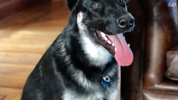 कुत्ता लेकर लिफ्ट में चढ़ा पड़ोसी, उसने 9 साल की बच्ची को काटा, अब देना ₹3.80 लाख जुर्माना