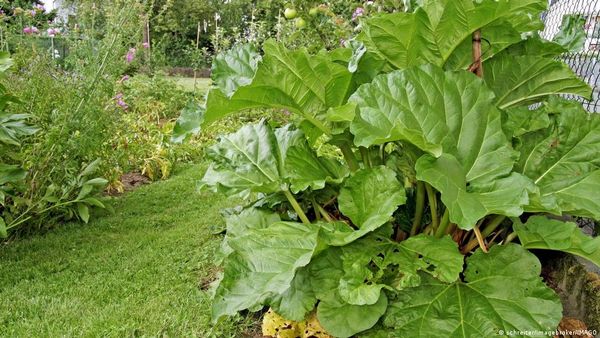 मूत्र की सिंचाई से पैदा फसलों को खाएंगे आप