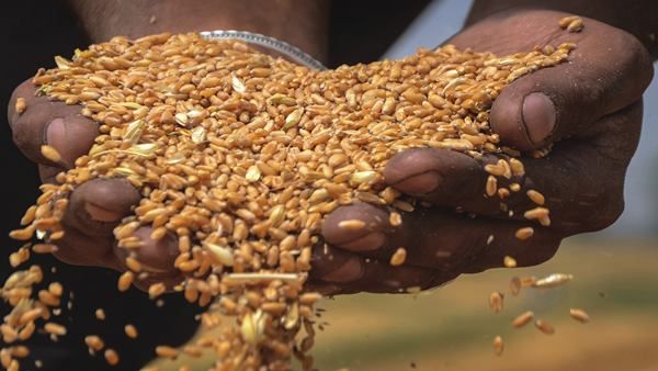 MP : चल रहा था अनाज गड़बड़ी का खेल, उचित मूल्य दुकानदार सहित विक्रेता पर कसा शिकंजा