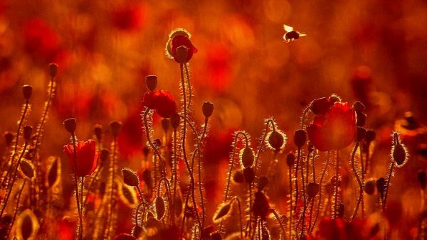 जब मौत नजदीक हो तो मक्खियां करने लगती हैं ज्यादा सेक्स, रिसर्च में चौंकाने वाला खुलासा