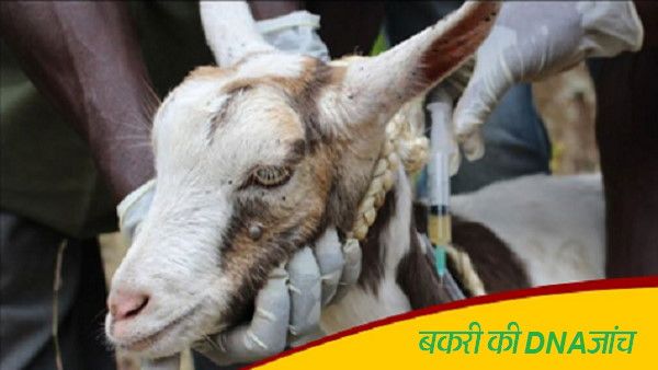 बकरी की करवानी पड़ी DNA जांच, रखवाली को महिला सिपाही भी ड्यूटी पर, क्या है ये मामला?