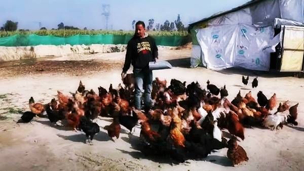 Integrated Farming : देसी पॉल्ट्री फार्म और मछली पालन में सुनहरा भविष्य, कमाई भी शानदार