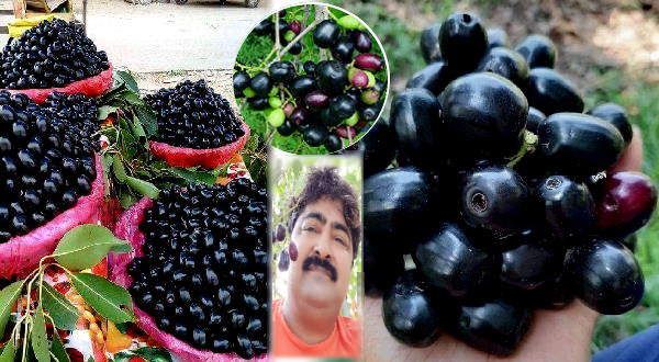 जामुन भी महंगा हुआ इस बार: यहाँ 730 रु किलो का भाव, किसानों ने बताया- क्यों खाना जरूरी है ये फल