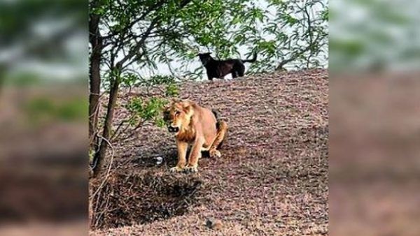 गजब: शेर और कुत्ते में हुई 'जय-वीरू' वाली दोस्ती, साथ चलते-साथ बैठते, वन्यजीव विशेषज्ञ भी हैरान
