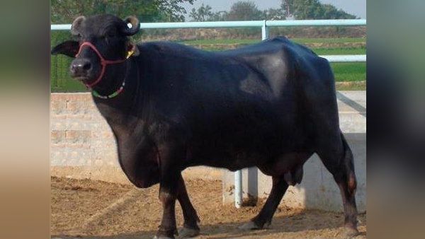 हरियाणा की प्रसिद्ध मुर्रा भैंस आधी ​कीमत में दी जाएंगी MP के किसानों को, देती हैं 15 लीटर दूध