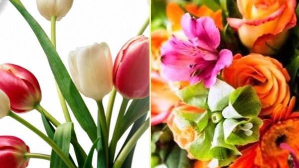 Floriculture : 128 देशों तक बिखरती है हिंदुस्तानी माटी की खुशबू, अमेरिका में सबसे ज्यादा डिमांड