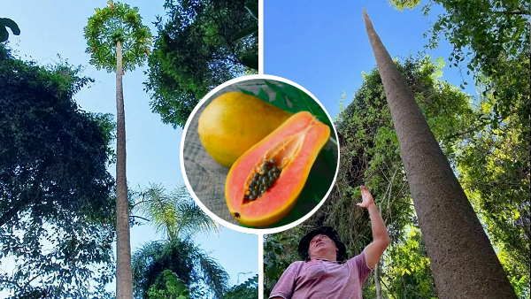 ये है दुनिया का सबसे ऊंचा पपीता का पेड़, ऊंचाई 47.9 फीट, क्यों फायदेमंद है गर्मियों में ऐसा फल?