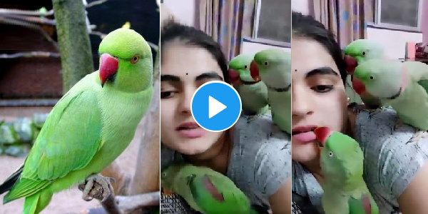 'पक्षी भी प्रेम की भाषा समझ जाते ही हैं', तोते को दुलारती लड़की का ये वीडियो आपने देखा क्या?