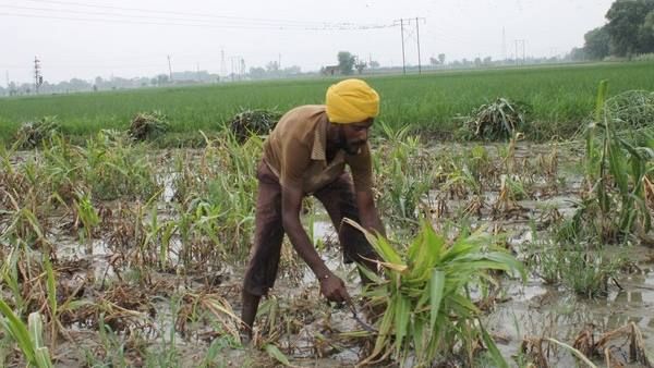 Green Farming Incentive : केमिकल मुक्त खेती की पहल, खाद बनाने में मिलती है सरकार से आर्थिक मदद