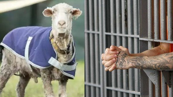 अनोखा केस: महिला की जान लेने वाली भेड़ हुई गिरफ्तार, कोर्ट ने सुनाई इतने साल की सजा