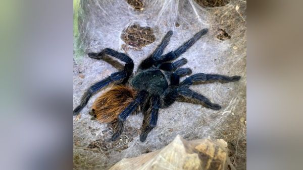 लड़की का अजीब शौक! एक नहीं दो नहीं 400 जहरीली मकड़ियों को घर में पाला, दोस्त भी रहते हैं दूर