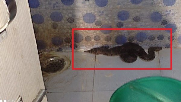'पैसे दान में दें इसे खिलाना है', हॉस्टल के टॉयलेट में निकला सांप तो लड़कों ने कर दिया ये 'कांड'