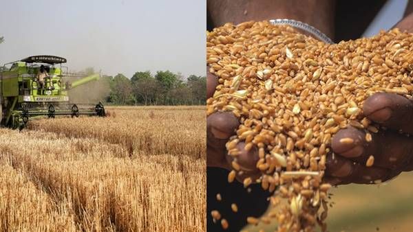 Wheat Export : 74 देशों में जाता है भारत का गेहूं, टॉप पर बांग्लादेश, जानिए अन्य देश कितना खरीदते हैं