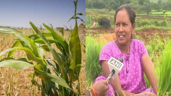 Organic Farming : 27 एकड़ जमीन पर शिक्षिका कर रहीं खेती, महिलाओं को मिली खास पहचान