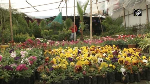 Floriculture : फूलों सी मुस्कुरा रही जम्मू-कश्मीर के युवाओं की जिंदगी, शाहिद की नर्सरी से मिली प्रेरणा