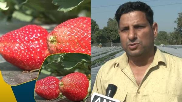 Agripreneur Dheeraj : पूर्व नौसैनिक किसानी कर बना रोल मॉडल, कठुआ में स्ट्रॉबेरी की खेती